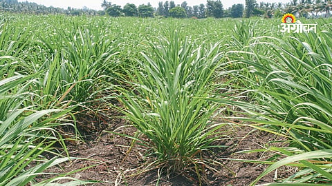 Proper Nutrient Management Key to Higher Sugarcane Yield