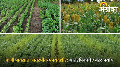 Best Intercropping Options for Low Rainfall Conditions