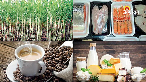 Indian Agri Exports Gain Momentum in Brazil’s HoReCa Market
