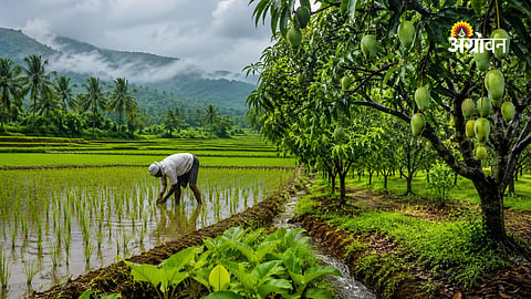 Monsoon crop management tips for Konkan farmers