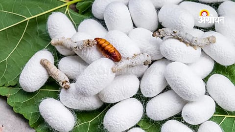 450 Quintals Silk Cocoon Arrivals