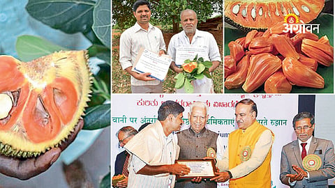 Successful commercial jackfruit nursery business