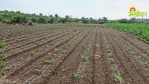 Banana Cultivation