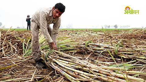 Sugarcane Control Order