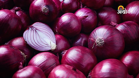 Onion Price Issue