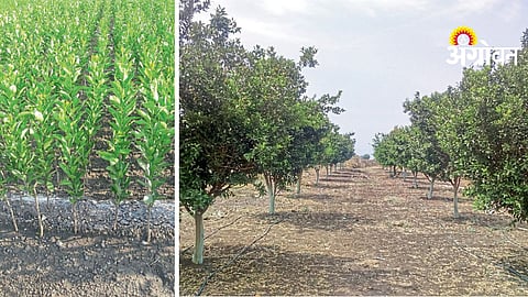 Citrus Orchard Planning