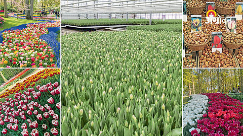 Floriculture and Tourism Development