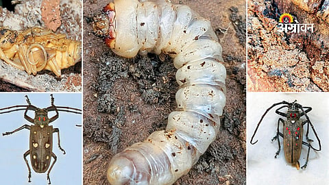Stem borer infestation in mango orchards