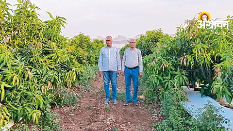 Mango Cultivation Techniques