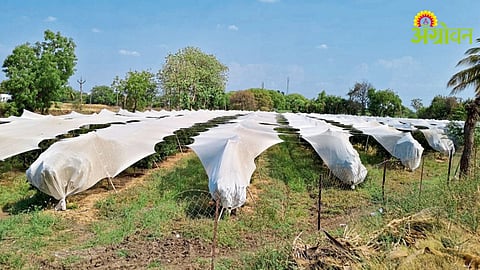 Heatwave Impact
