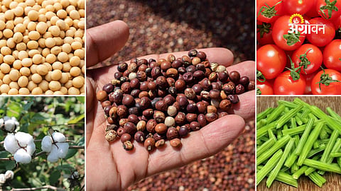 Agriculture Market Update Maharashtra