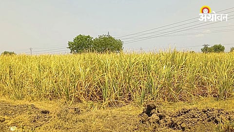 Sugarcane Crop Damage