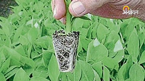War impact on tissue culture banana plants