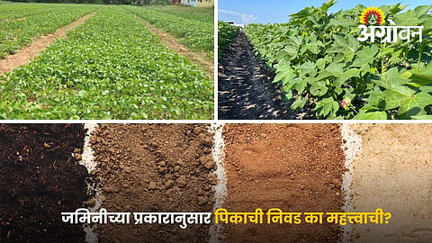 Best Crops for Light, Medium and Heavy Soils