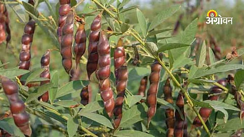 Increase in tur cultivation in Khandesh