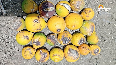 Extreme heat causing orange fruit drop in Vidarbha