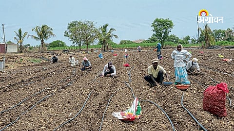 Rising temperature impact on ginger cultivation in Satara