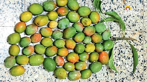Farmers initiative for native mango conservation