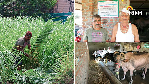 Benefits of combining farming and dairy business