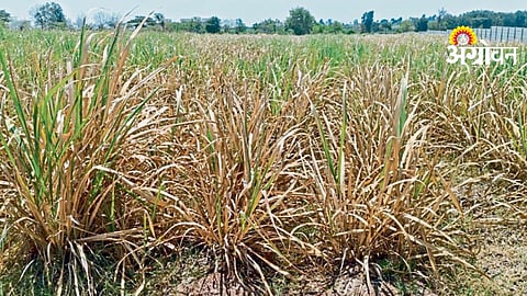Agriculture Water Scarcity