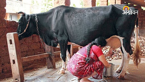 Modern cattle farming and rural development