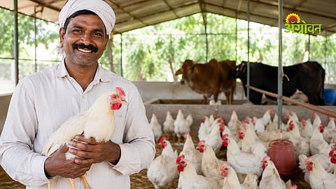 Livestock Farmers Tax Relief: पशुपालक, कुक्कुटपालकांना ग्रामपंचायत करात दिलासा; राज्यभर एकसमान कर आकारणीचे पशुसंवर्धन आयुक्तांचे निर्देश
