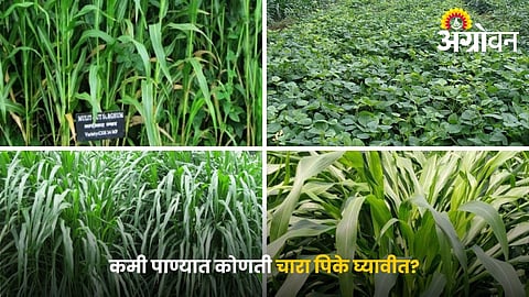 Low Water Fodder Crops for Livestock Farmers