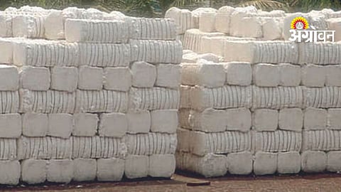 Cotton Bales Fraud