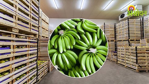 Banana Cold Storage
