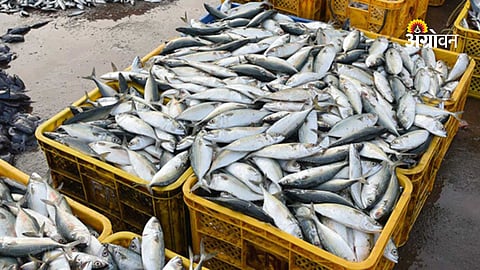 Indian fisheries sector export growth