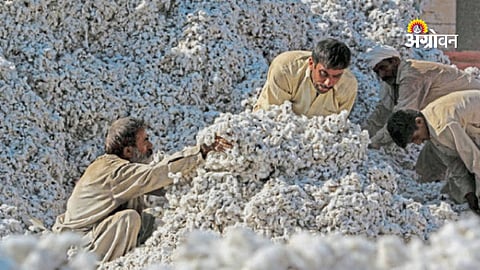 Global cotton demand and Indian market