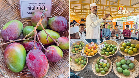 Mango festival promoting indigenous mango breeds
