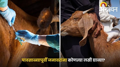 Monsoon Disease Prevention in Livestock