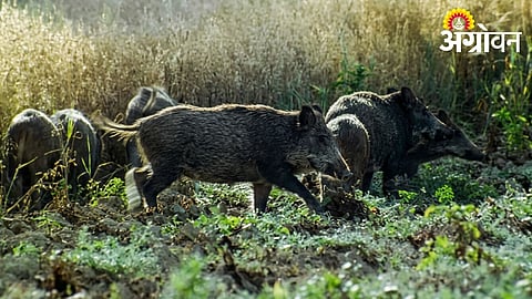 Rising Wild Boar Attacks Trigger Fear Among Shahuwadi Farmers