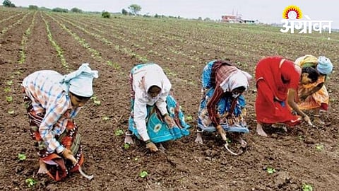 Early Cotton Cultivation Expands in Khandesh Irrigated Regions
