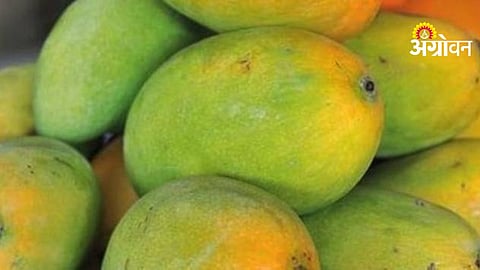 Raival Mango