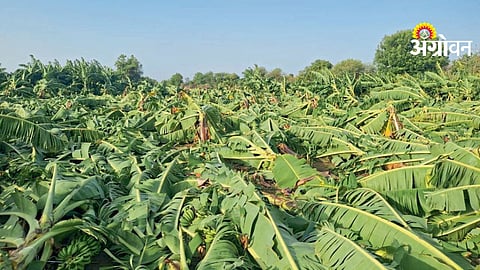 Banana Crop Damage