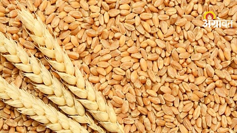 Wheat MSP Procurement