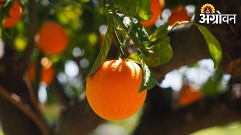 Extreme Heat Trigger May Bring Relief to Orange Growers in Vidarbha
