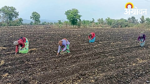 Farmers Accelerate Cotton Plantation Ahead of Monsoon