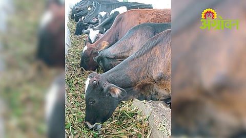 Livestock Fodder Management