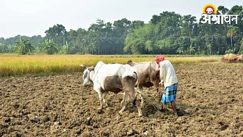 Dindori Farmers Gear Up for Kharif Amid Rising Cultivation Costs
