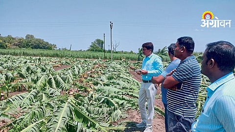 Rain Crop Damage