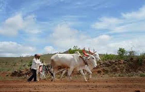 Summer Crop Sowing Expands by 403 Hectares in Parbhani