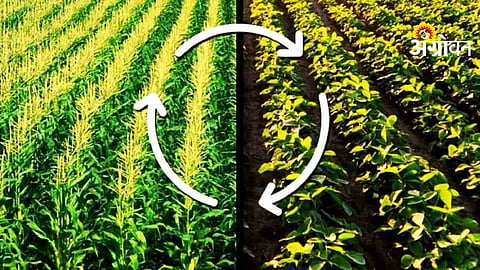 Crop Diversification