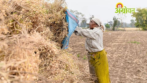 Farm Loan Waiver, Maharashtra Government Decision