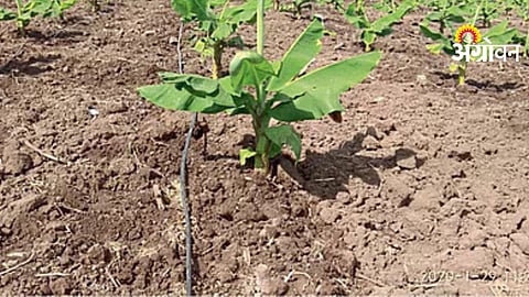 Banana Production