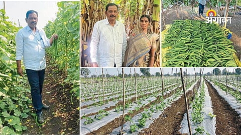 Successful ridge gourd farming in Maharashtra