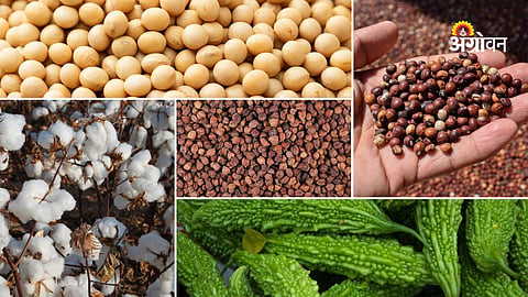 Daily agriculture market rates for farmers