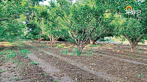 Nutrient management for citrus orchards